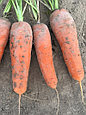 Семена моркови Вита Лонга (Нидерланды), фото 2