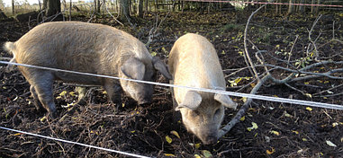 Электроизгородь для свиней