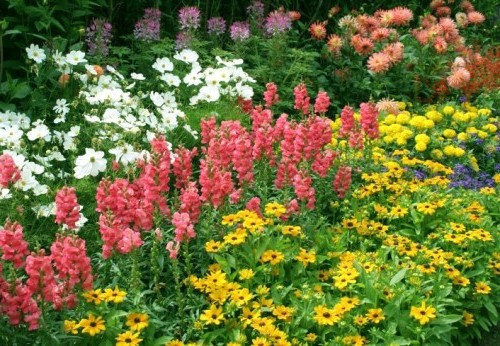 Светолюбивые многолетники. Декоративные многолетники кусто многолетние. Красивые многолетники цветущие все. Тысячелистник саммер. Красивые многолетники цветущие все.