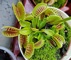 Дионея / Dionea Muscipula