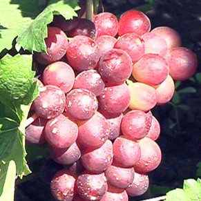 Саженцы винограда "Кардинал" - фото 1 - id-p89093049