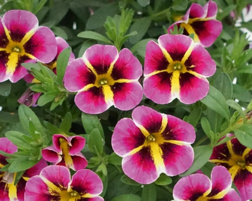 Rave Pink Hawaii №454 / подрощенное растение