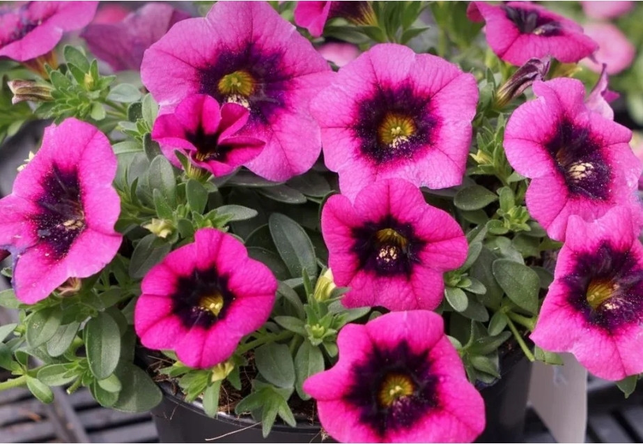 Neo Magenta Dark Punch №455 / укор.черенок