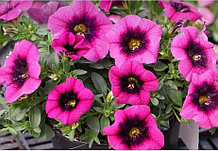 Neo Magenta Dark Punch №455 / укор.черенок