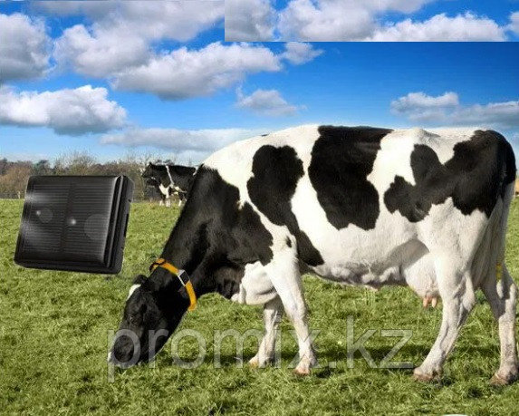 GPS трекер  для КРС ( лошадей, коров )  GSM, фото 1