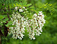 Орыс аналық секс