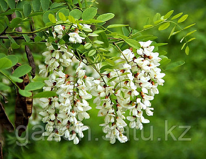 Жігіттер жұлқынып, мастурбация жасайды