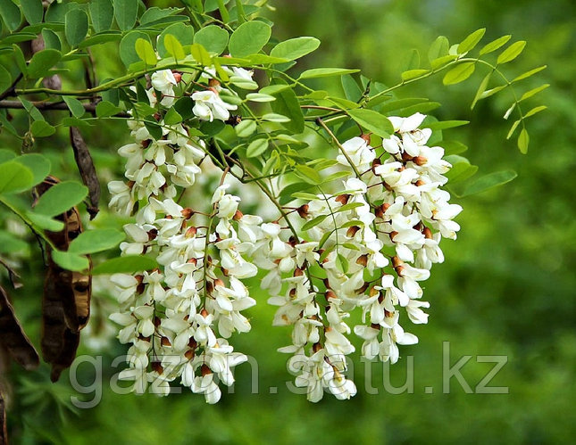 Мас ұйықтап жатқан әйелдердің порносы