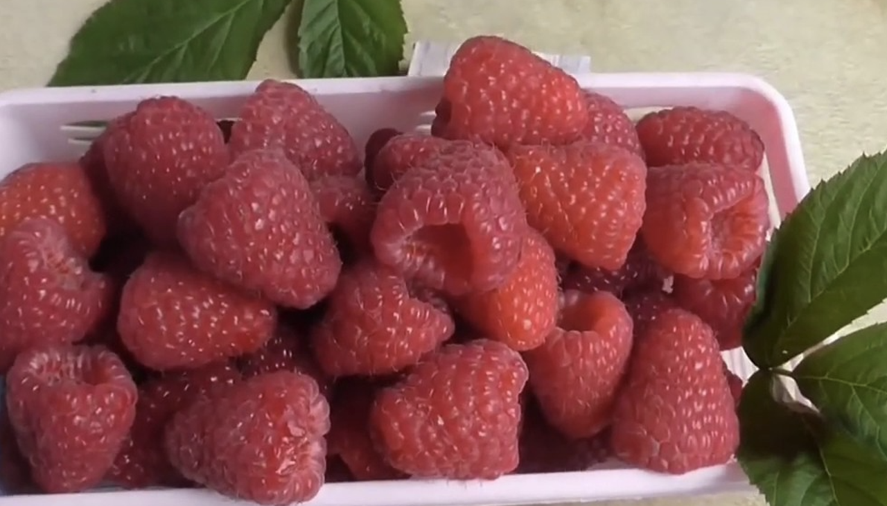 Малина Полесье Описание Сорта Фото Отзывы – Telegraph