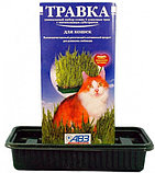 АВЗ Травка для кошек в лотке, семена, уп.170гр., фото 3