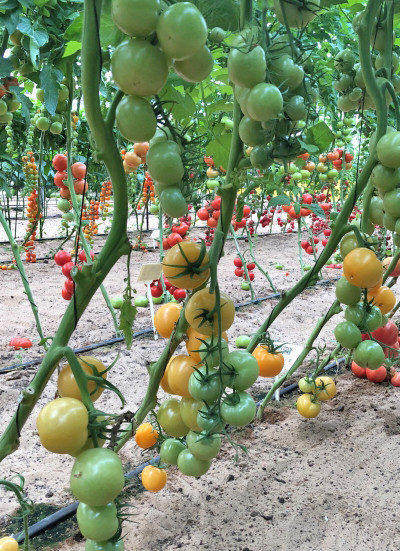 Семена томата для теплиц Диоранж F1 0,2гр (Израиль) - фото 2 - id-p89342408