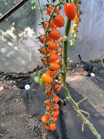Семена томата для теплиц Черри Лиза F1 (Чехия) - фото 2 - id-p89398964