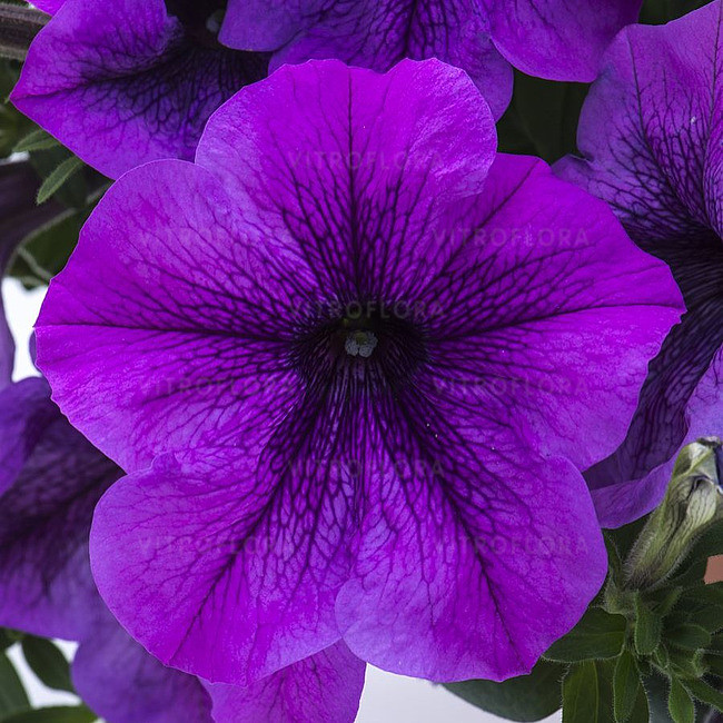 Петуния ампельная Titan Giant Lavender