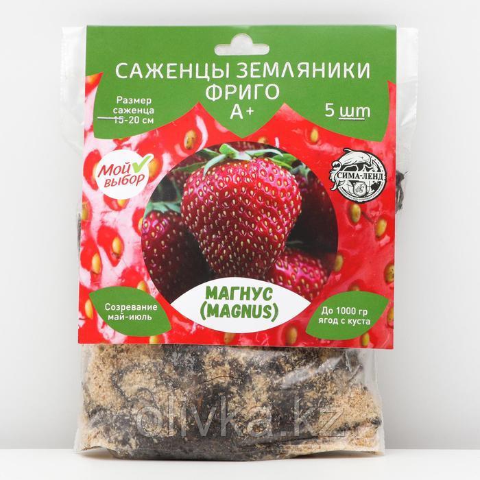 Саженец Земляники ФРИГО Магнус А+ (15-20 мм), 5 шт
