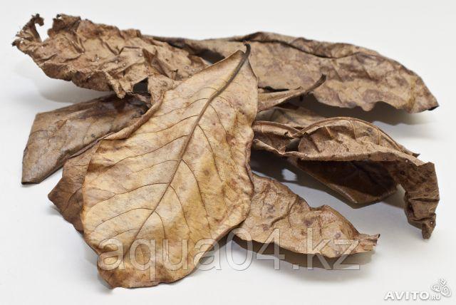 Листья миндального дерева 15 шт