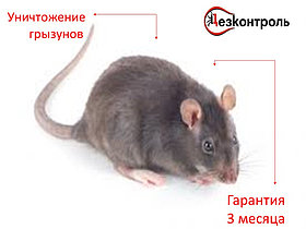 Дератизация дезинсекция дезинфекция уничтожение крыс мышей Алматы-области