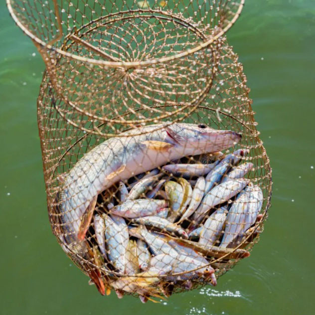 sadok rybolovnyj
