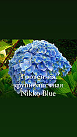 Гортензия крупнолистная Nikko Blue