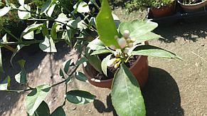 Лимон "Ташкентский" 4 летние плодоносящие  саженцы, фото 2