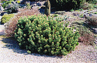 Сосна горная Пумилио pumilio размер 40-60