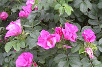 Роза морщинистая размер 20-30