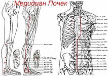 ЭНЕРГИЯ ПОЧЕК - ОСНОВА РОСТА, РАЗВИТИЯ, РАЗМНОЖЕНИЯ