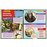 Энциклопедия с развивающими заданиями «Большие обезьяны», фото 3