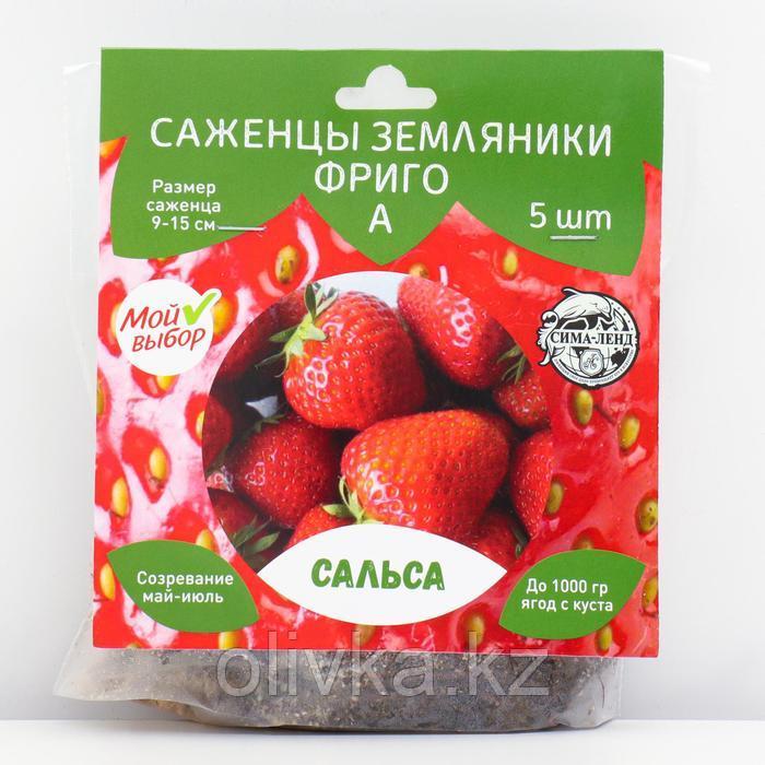 Саженец Земляники ФРИГО Сальса (Salsa) А (9-15 мм), 5 шт