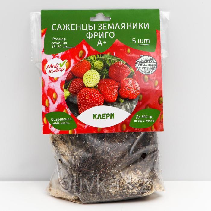 Саженец Земляники ФРИГО Клери А+ (15-20 мм), 5 шт