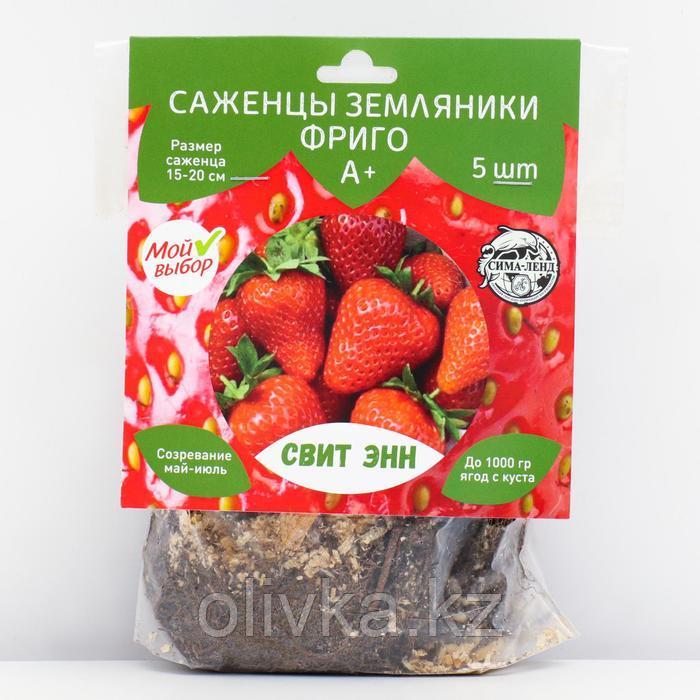 Саженец Земляники ФРИГО Свит Энн (Sweet Ann) А+ (15-20 мм), 5 шт
