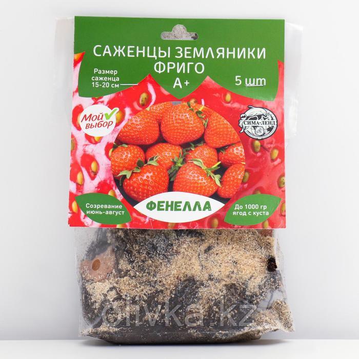Саженец Земляники ФРИГО Фенелла (Fenella) А+ (15-20 мм), 5 шт