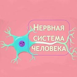 Заболевание нервной системы симптомы и лечение