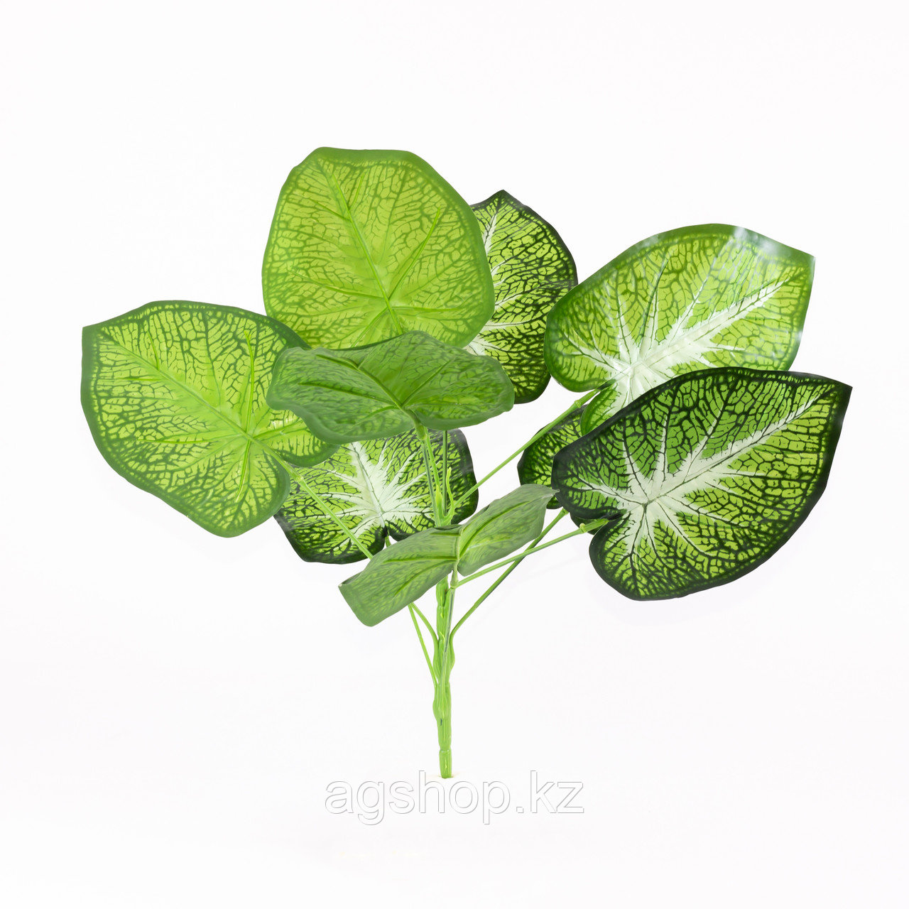 Сингониум (Dr Birdsey) зеленый, белая сердцевина 40см. - фото 1 - id-p90895448