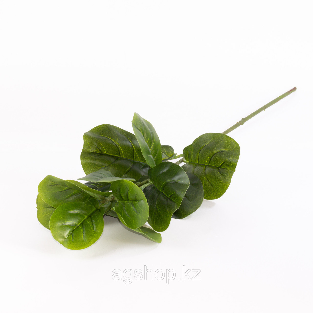 Фикус Лирата зеленый 70 см. - фото 1 - id-p91005161