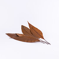 Питоспорум Тобира листья (оранжевый)