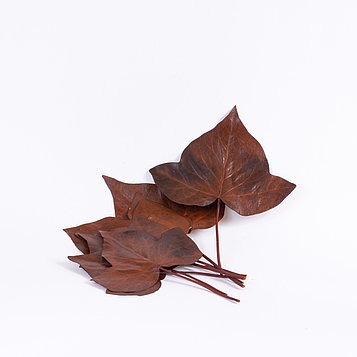 Плющ листья (коричневый)