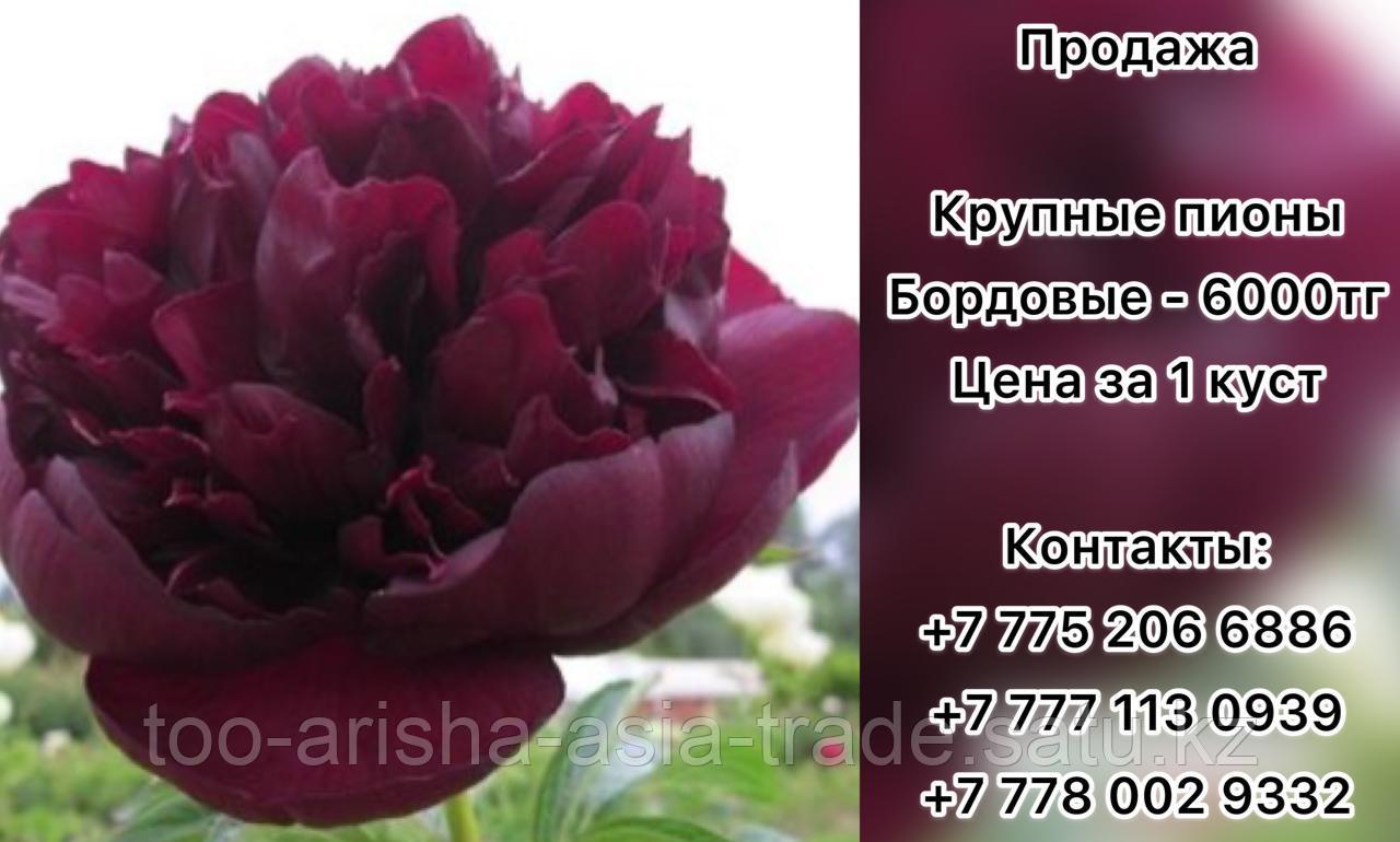 Пионы. Крупноцветковый бордовый.