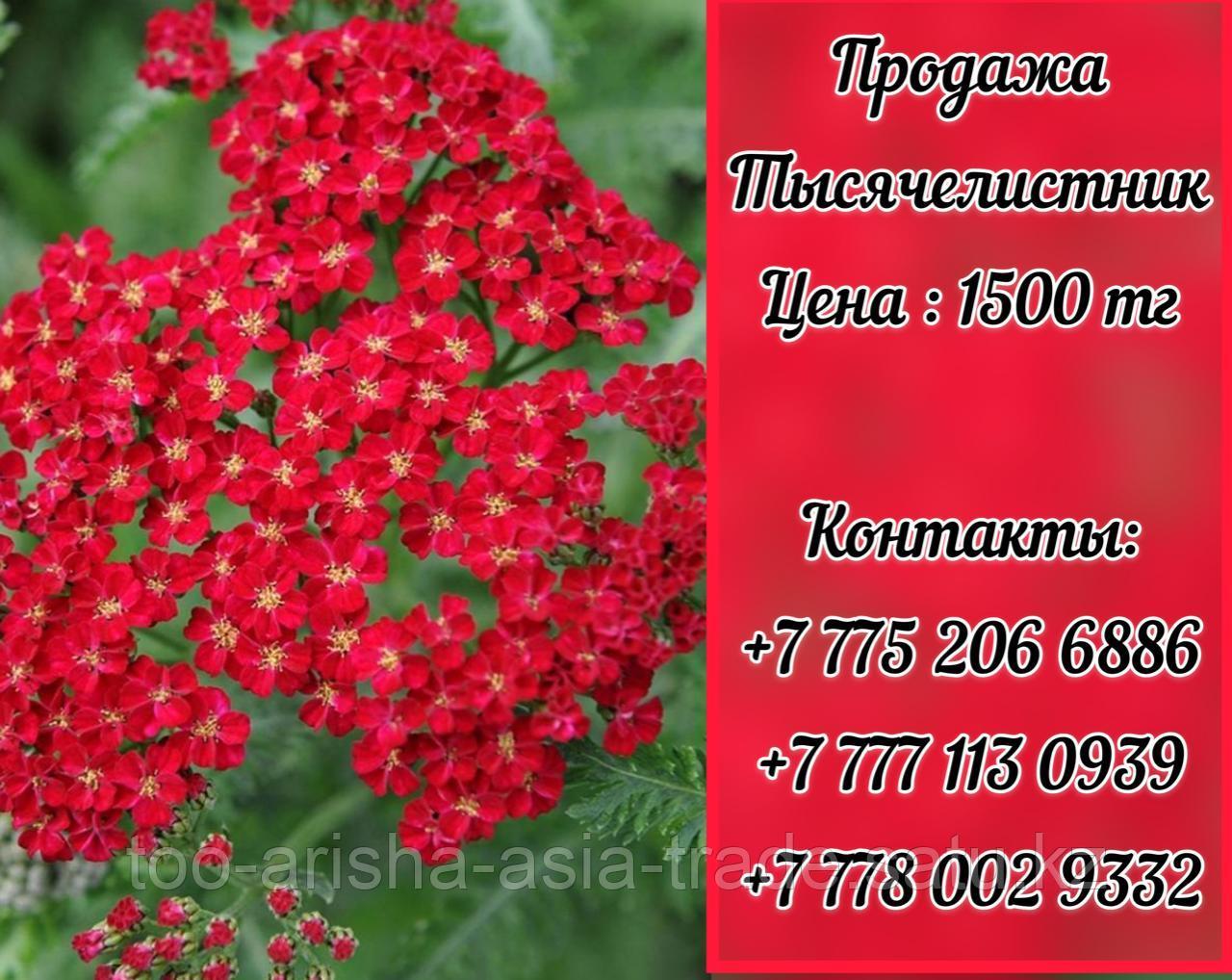Цветы Тысячелистник красный.