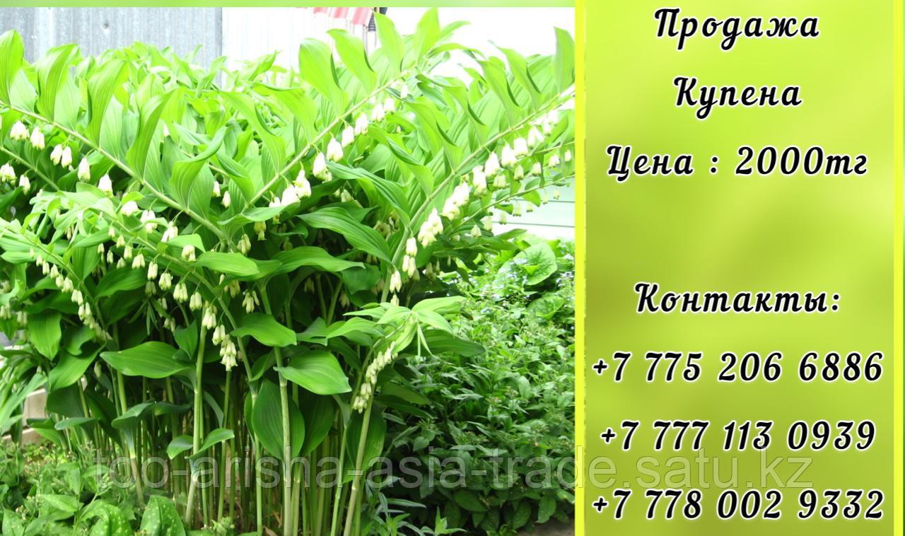 Цветы Купена - императорский колокольчик.
