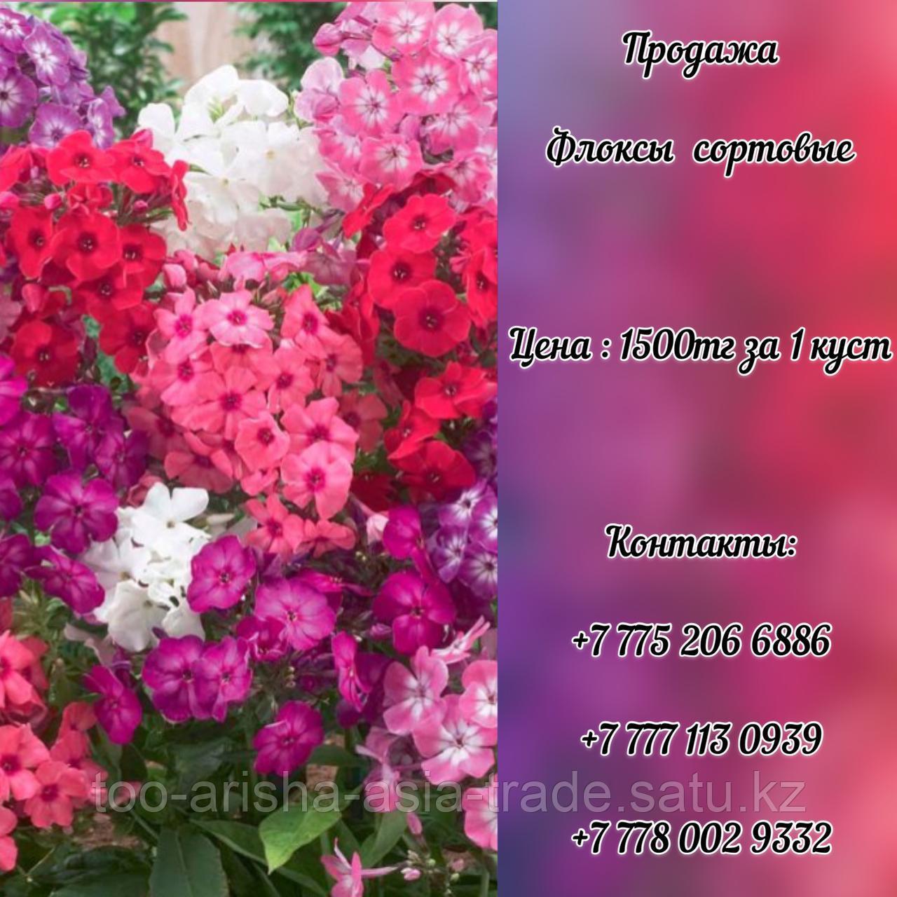 Цветы Флоксы сортовые.