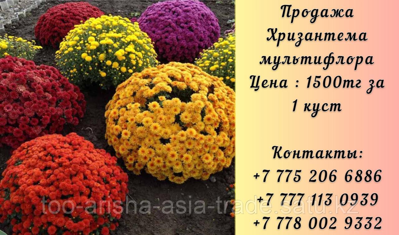 Цветы Хризантема Мультифлора.