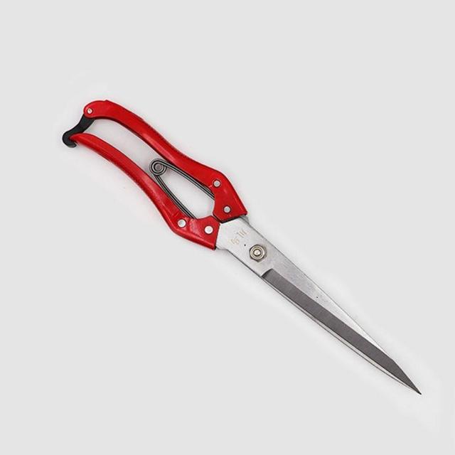 Сексуалды медбикелер