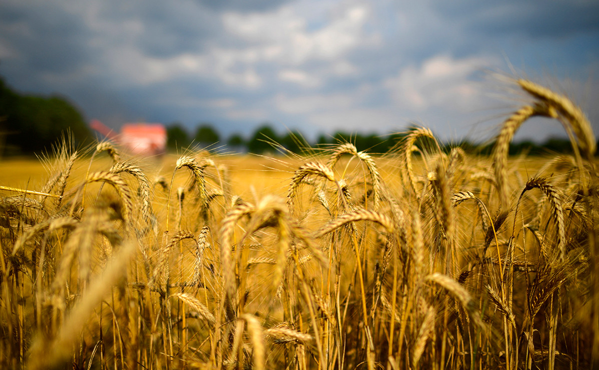 Пшеница 5 класс зерна - фото 1 - id-p91392094