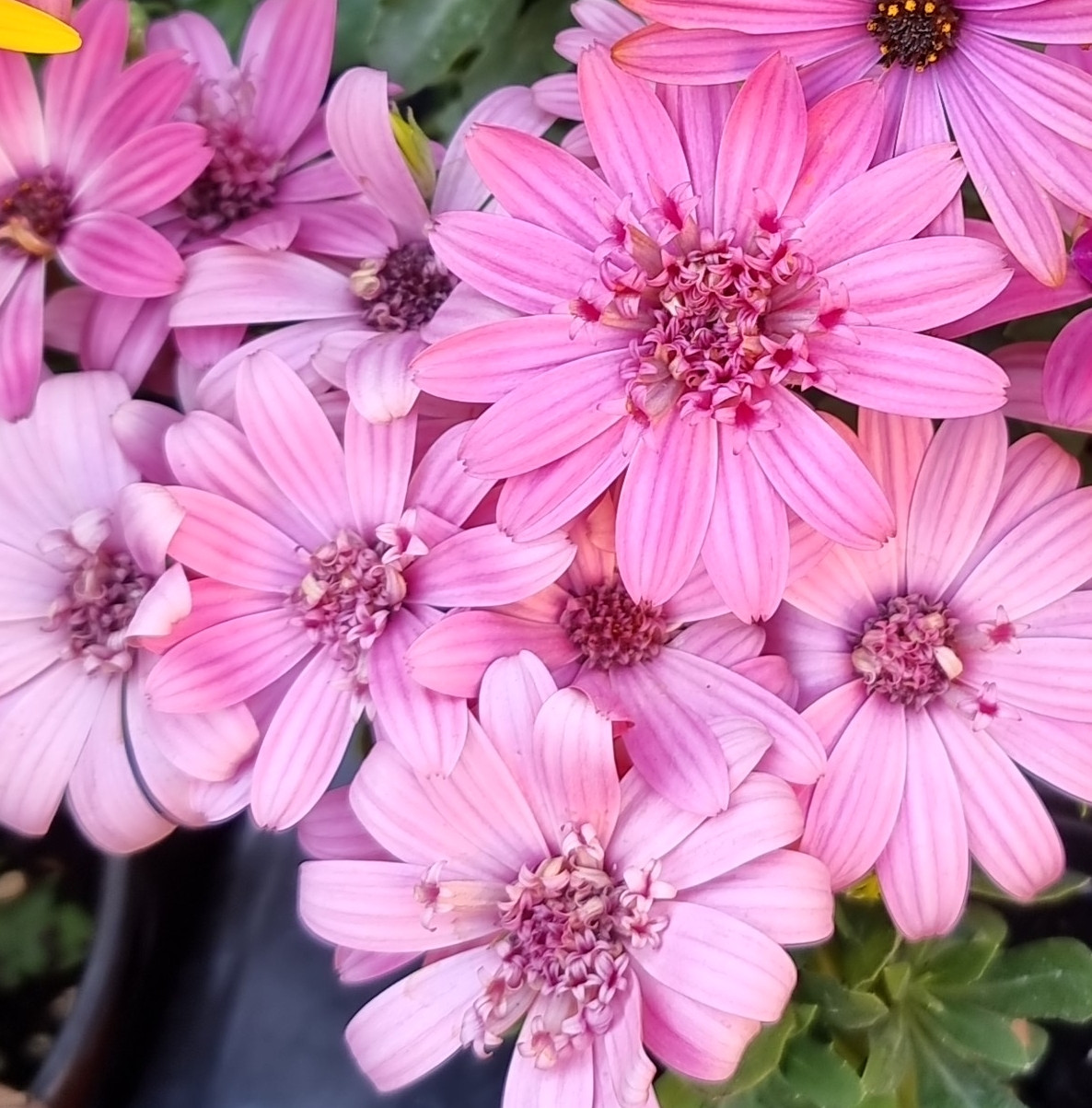 Margarita Double Pink №606 / подрощенное растение