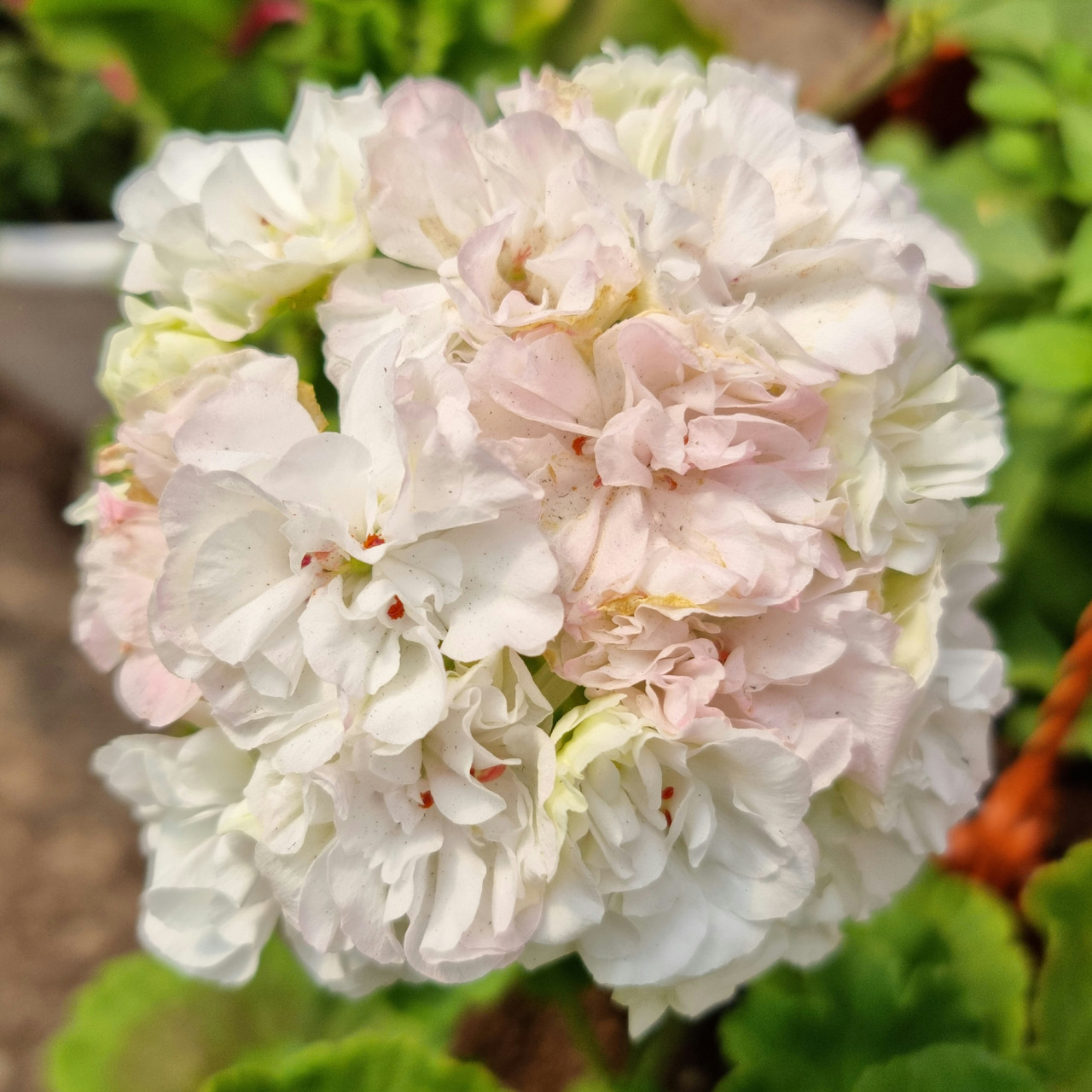Och-Madpearl White / укор.черенок