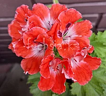 King Soloman / укор.черенок