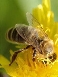 Пчелиный подмор – польза и вред, применение и рецепты