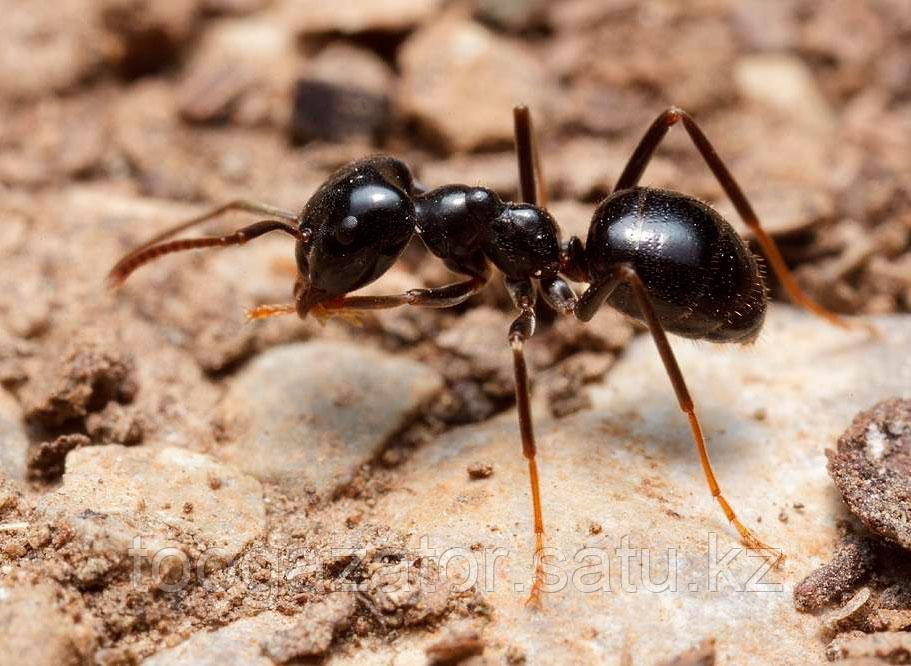 Уничтожение муравьев - фото 1 - id-p91821046
