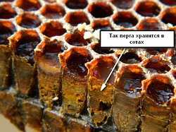 Перговые соты применение и польза