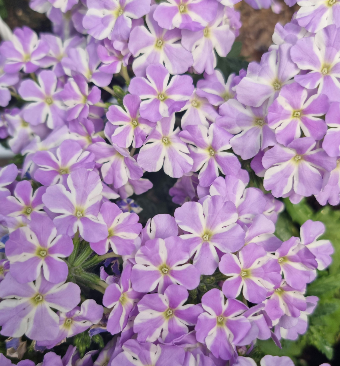 Voodoo Lavender Star №704 / укор.черенок